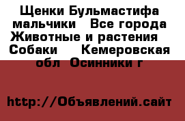 Щенки Бульмастифа мальчики - Все города Животные и растения » Собаки   . Кемеровская обл.,Осинники г.